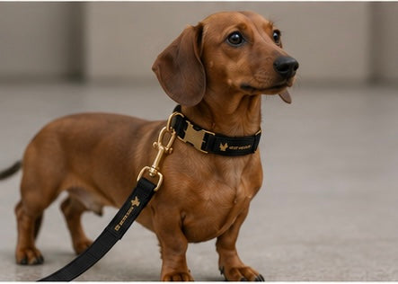 SAINT HOUND Signature Collar