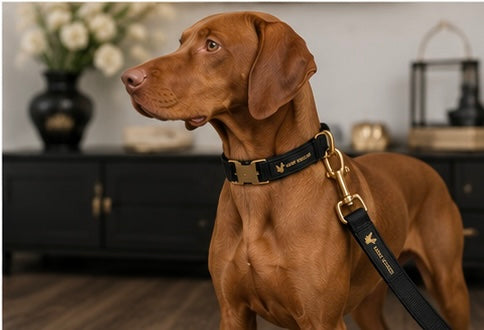 SAINT HOUND Signature Collar