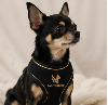 SAINT HOUND Signature Harness